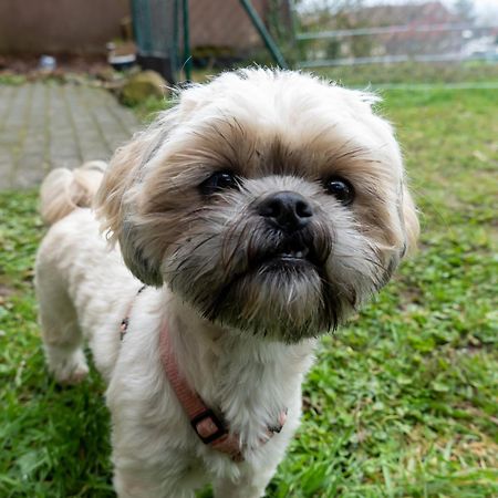 Fewo Harzer Weitblick, Hunde Willkommen, W-Lan, 2X Smart Tv, Dtv 4 Sterne, 4 Pfoten Braunlage Exteriör bild