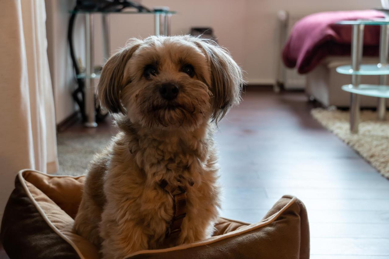 Fewo Harzer Weitblick, Hunde Willkommen, W-Lan, 2X Smart Tv, Dtv 4 Sterne, 4 Pfoten Braunlage Exteriör bild